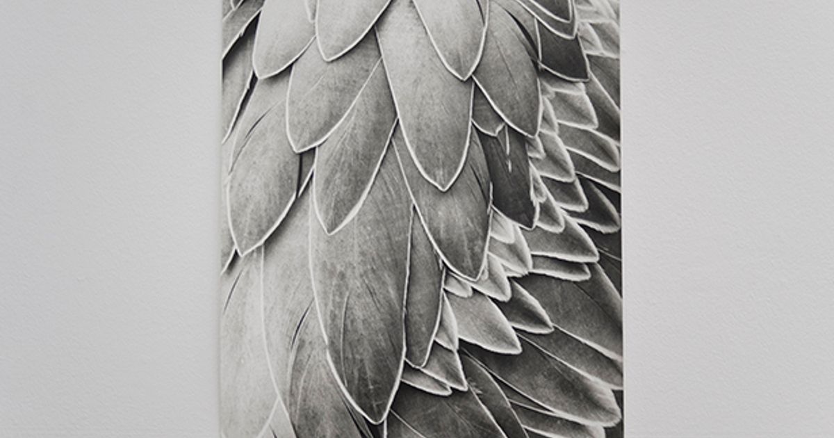 Field Guide: Photographs by Jochen Lempert - Announcements