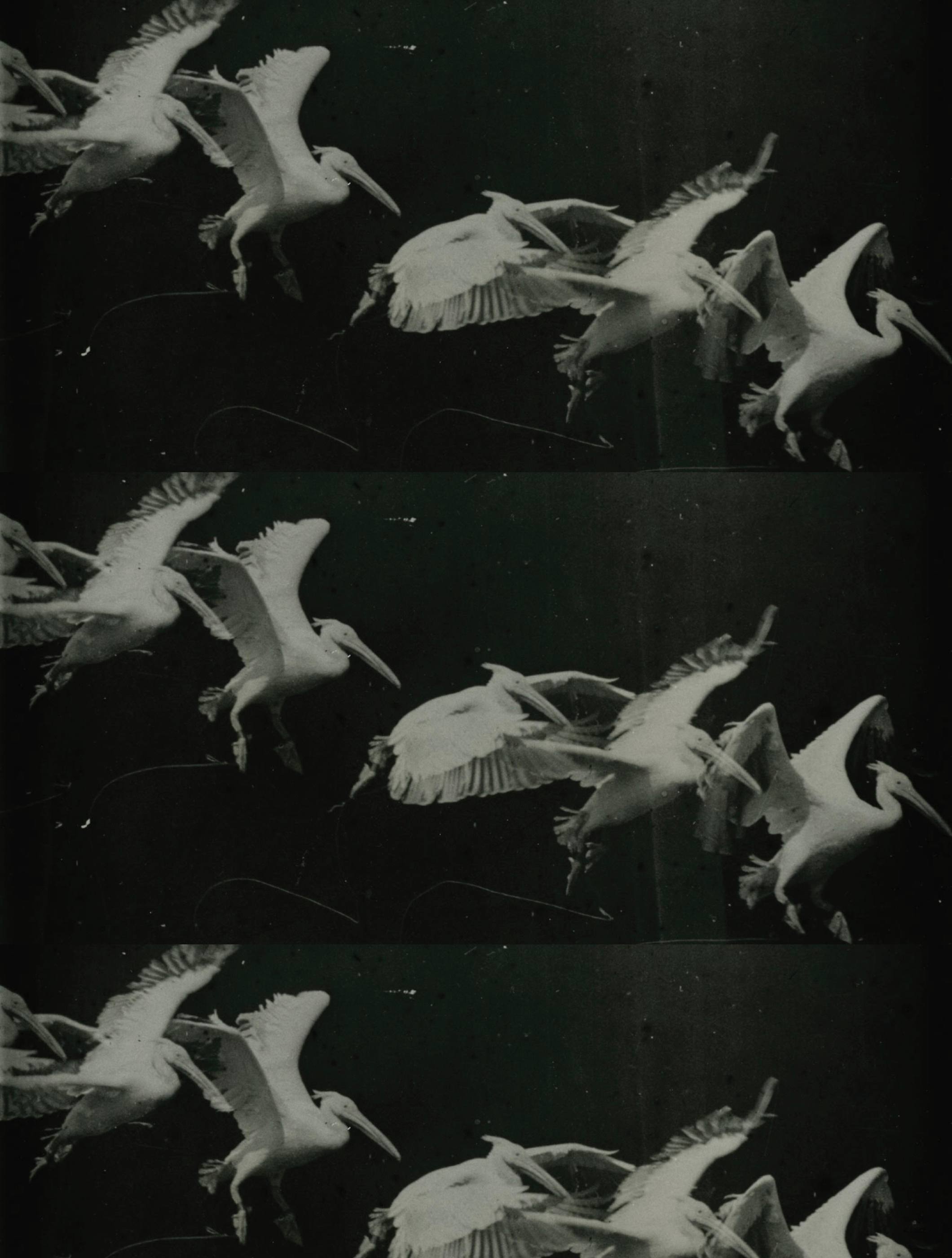 <p>Étienne-Jules Marey, <em>Pelican in Flight</em>, circa 1882. Photograph.</p>
