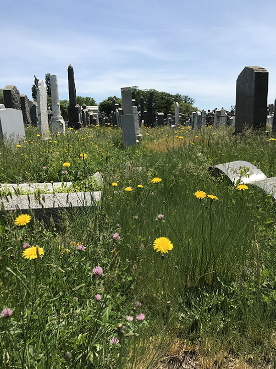 <p>Flowers bloom in Washington Cemetery, Brooklyn, NY. </p>
