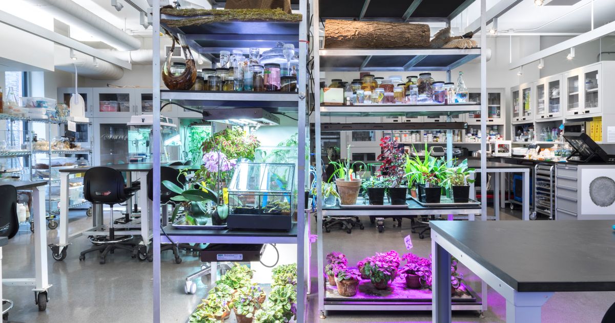 From the laboratory to the studio: interdisciplinary practices in Bio ...