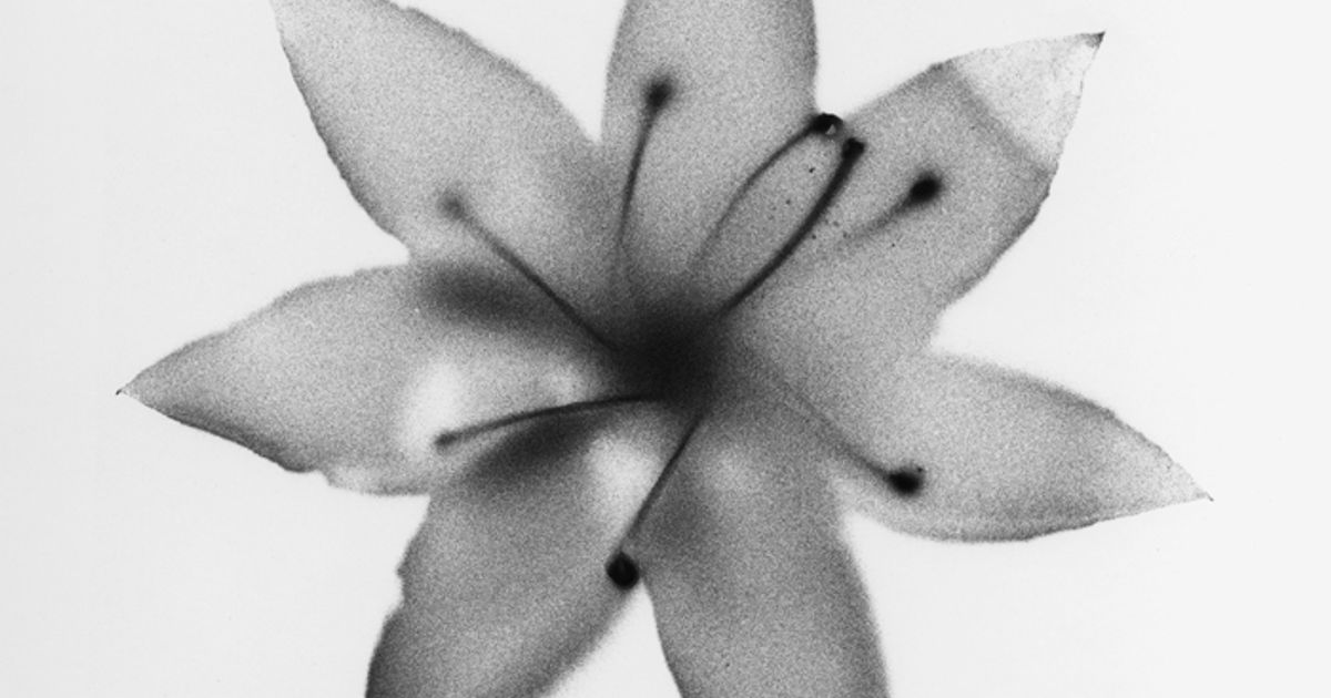Jochen Lempert: Two Poems, Some Pairs - Announcements - e-flux