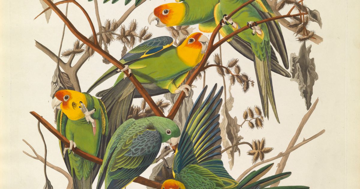 Audubon to Warhol: The Art of American Still Life - Announcements - e-flux